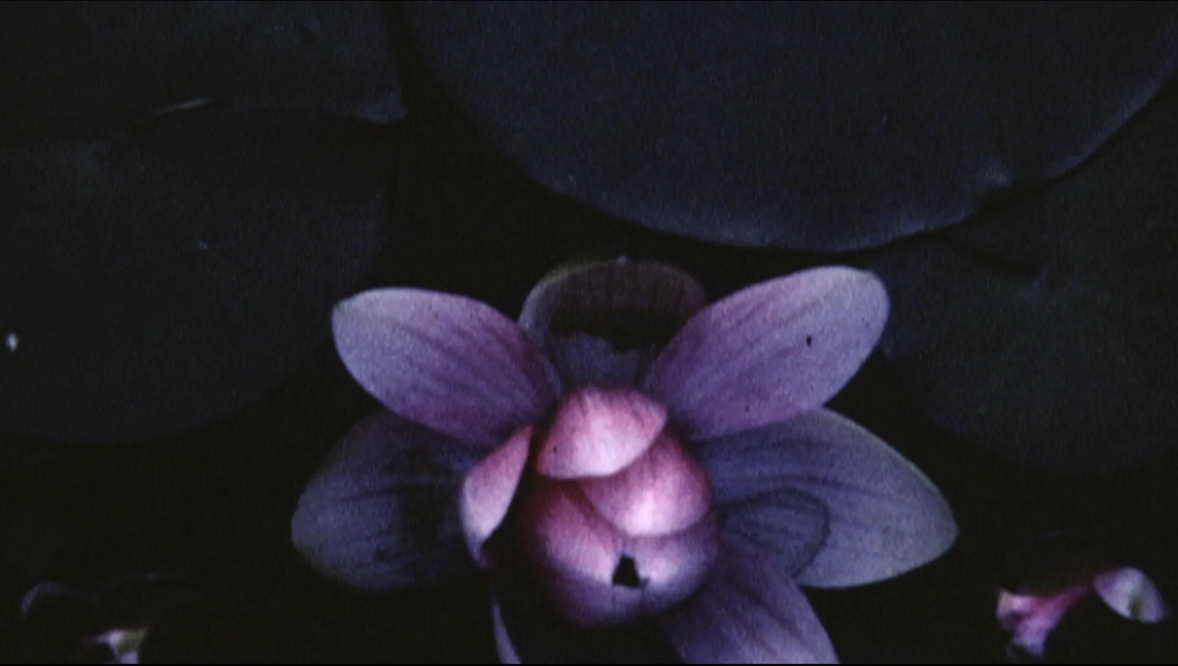 Still from the film The Strike by Gabrielle Stemmer