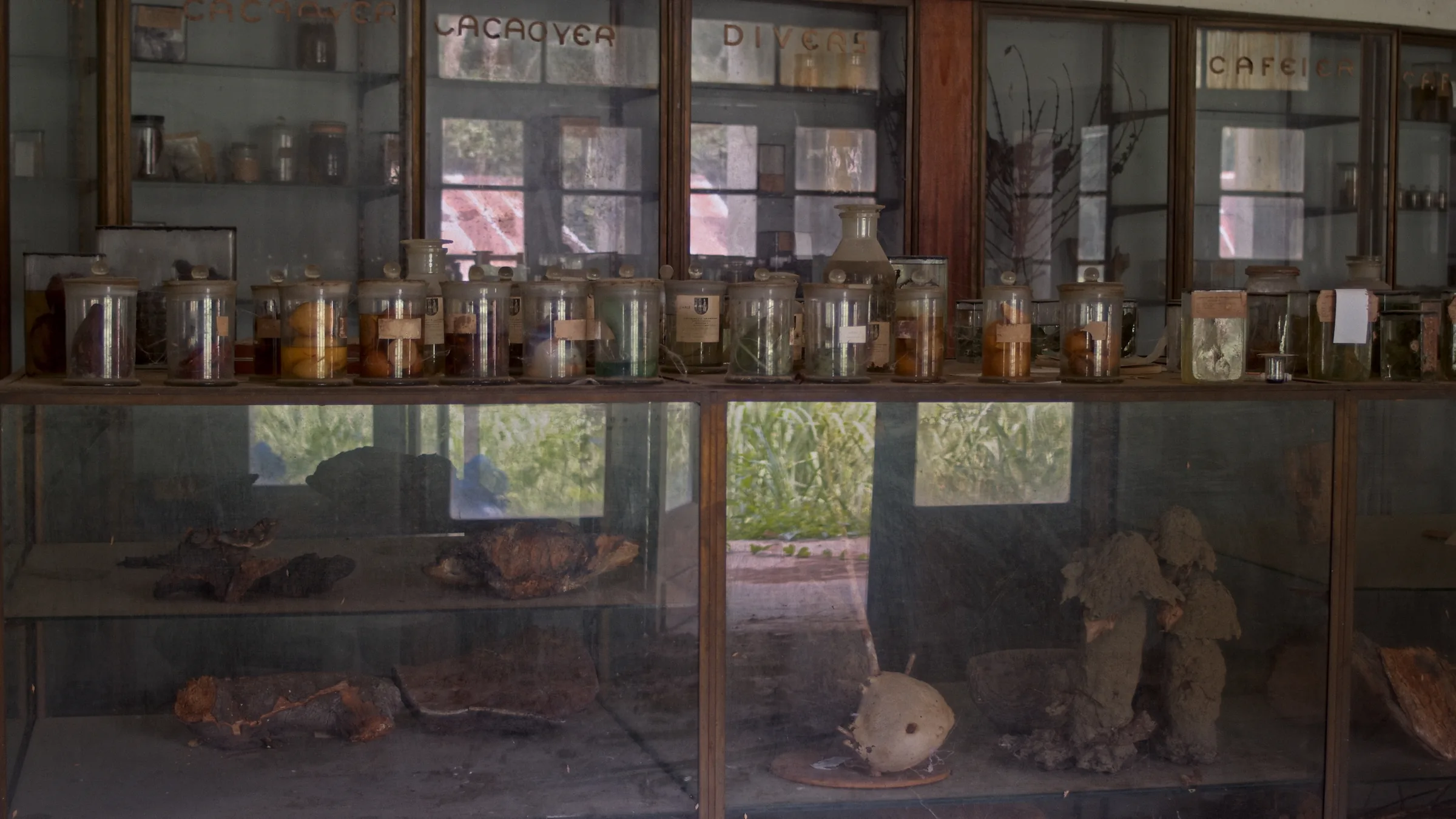 Still from the film Tree of Authenticity by Sammy Baloji