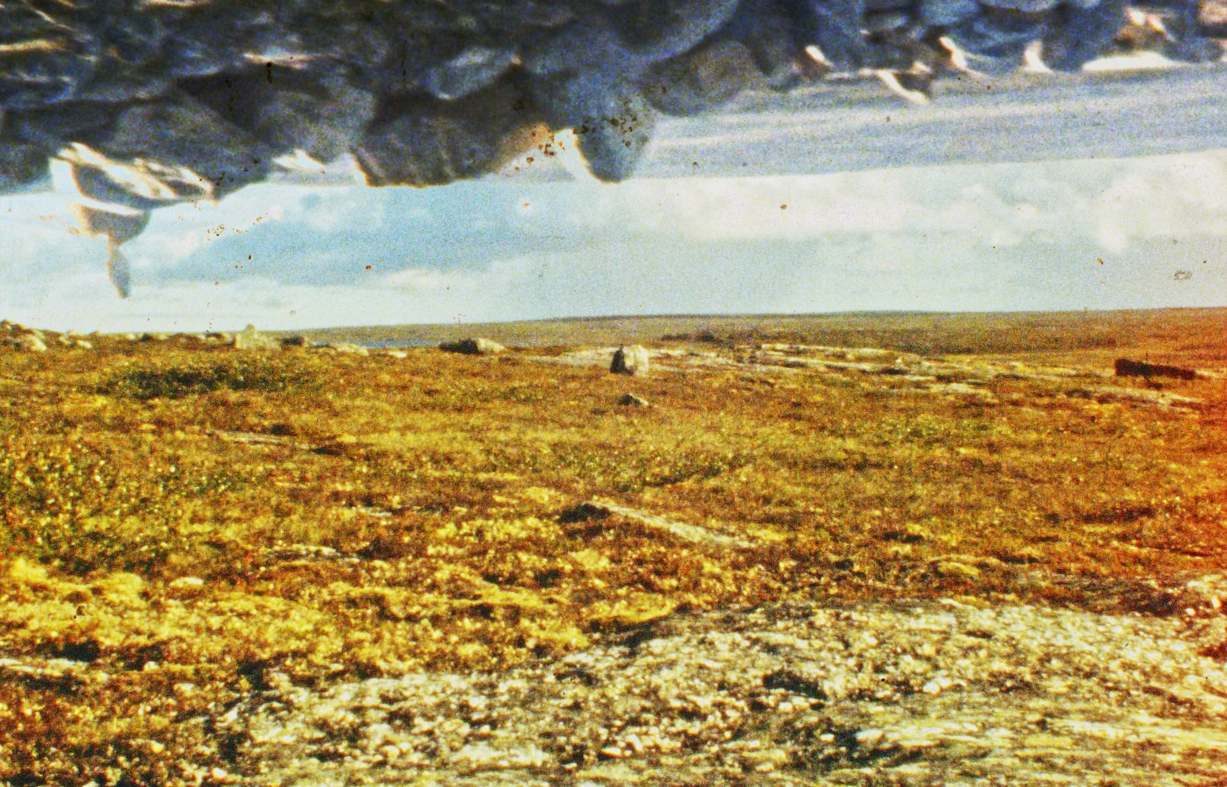 Still from the film Tuktuit: Caribou by Lindsay Aksarniq McIntyre